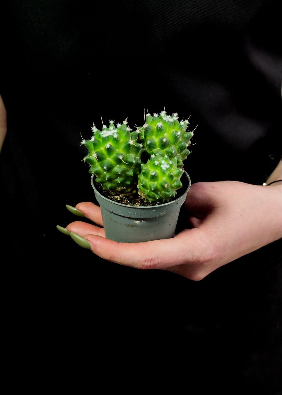 Маммиллярия Толука (Mammillaria Toluca) D5см