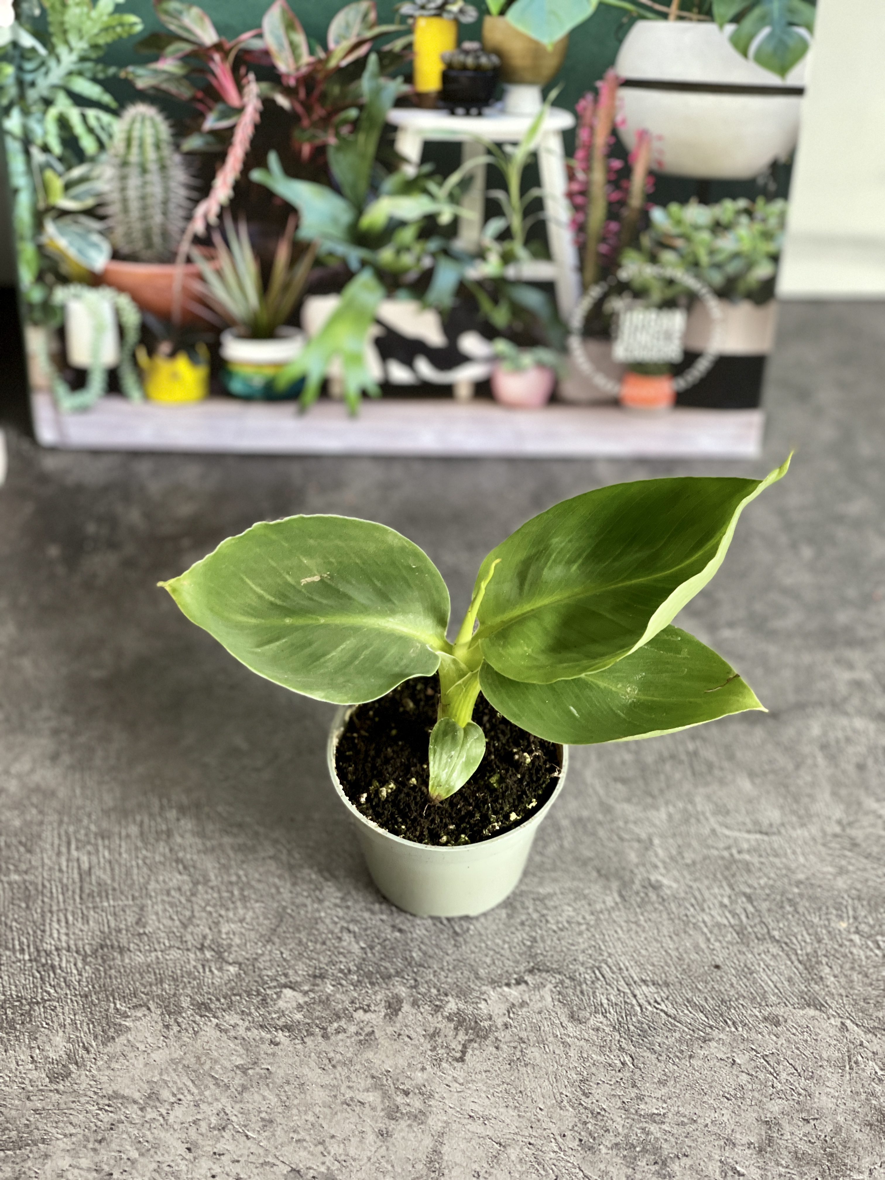 Комнатное растение Банан Муса Акумината (Musa Acuminata) D6см