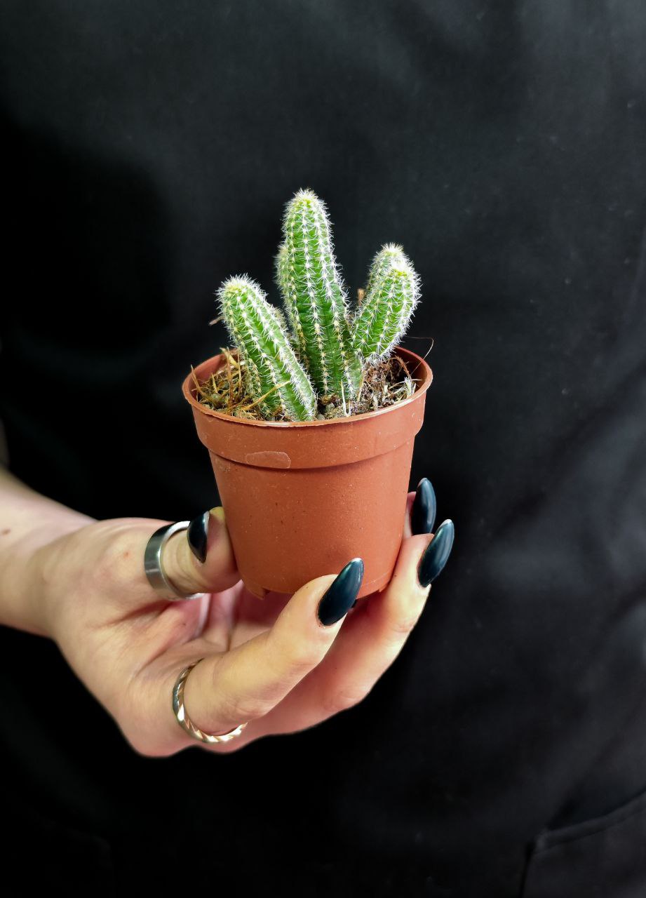 Кактус Хамецереус Сильвестра (Chamaecereus Silvestrii) D5см