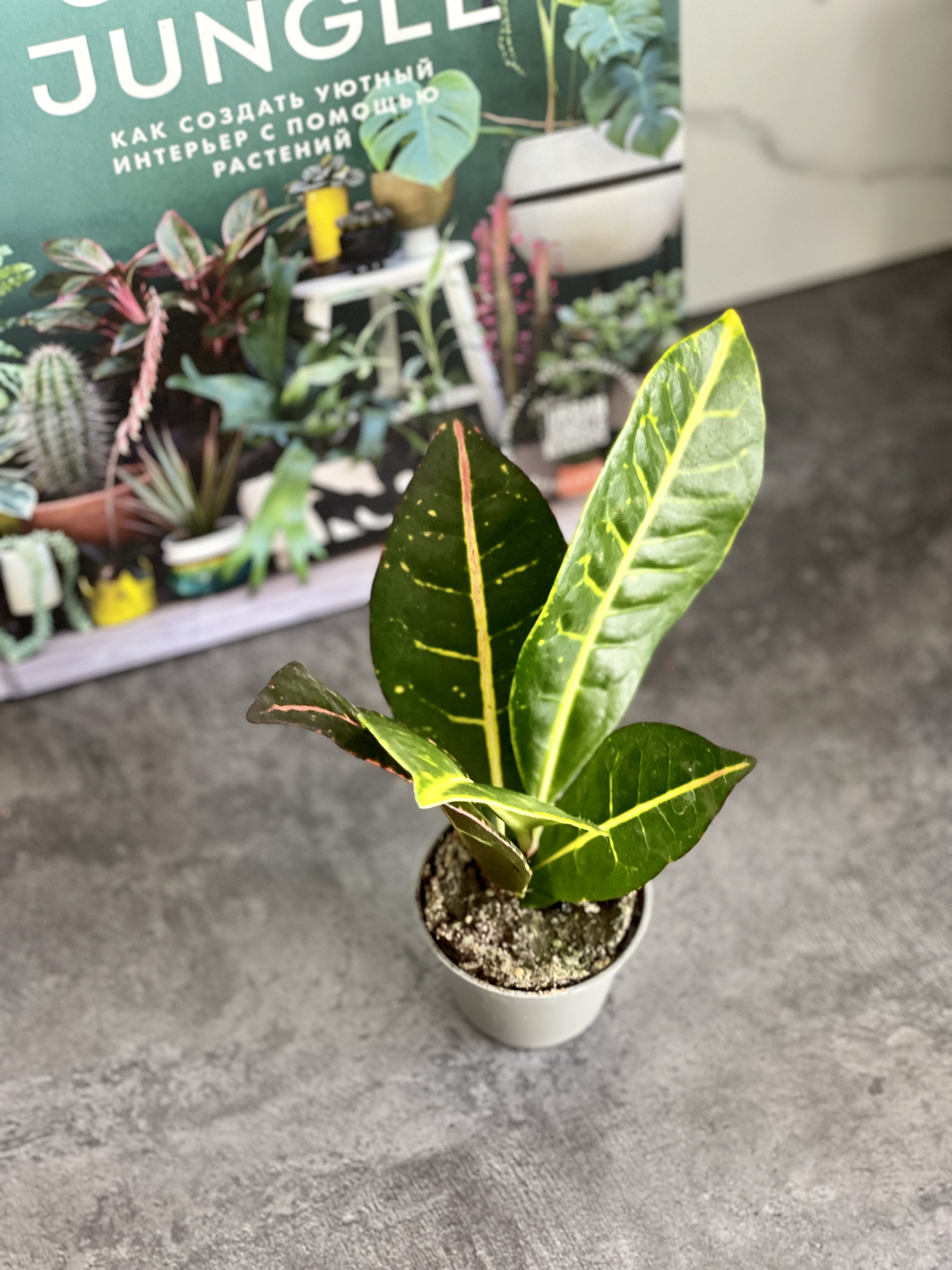Кодиеум Петра (Codiaeum Petra) D6см