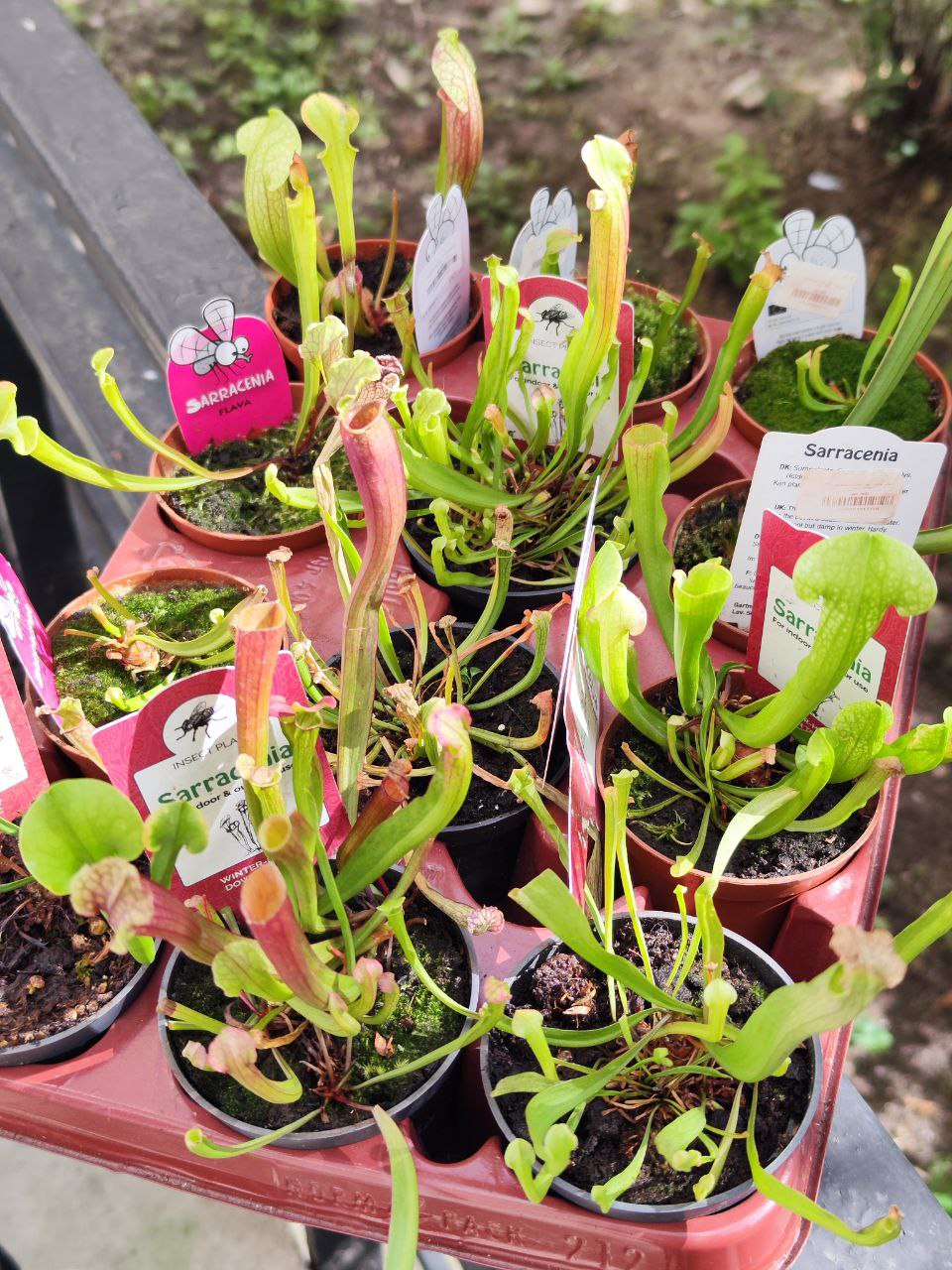 Саррацения микс уцен. (Sarracenia mix) D9см