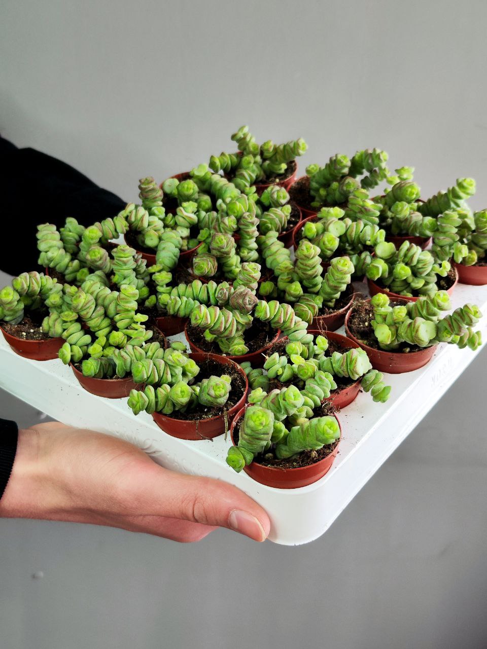 Крассула Марнириана Джейд (Crassula Marnieriana Jade) D5см