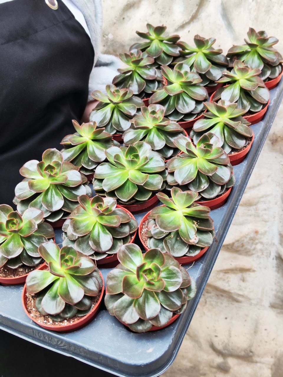 Эхеверия Блэк Мэджик (Echeveria Black Magic) D8см
