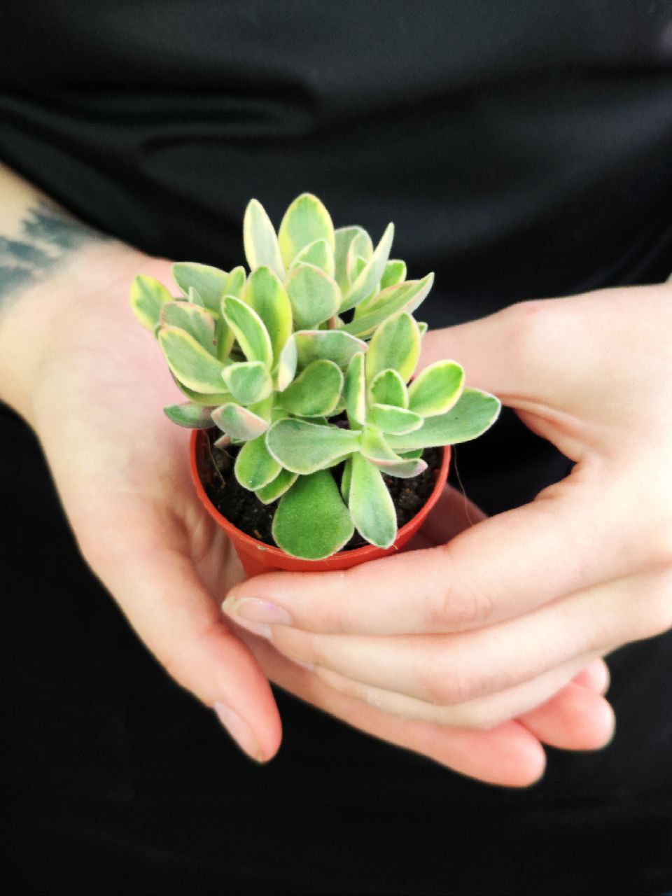 Крассула Мани Мейкер Вариегатная (Crassula Moneymaker Varigated) D5см