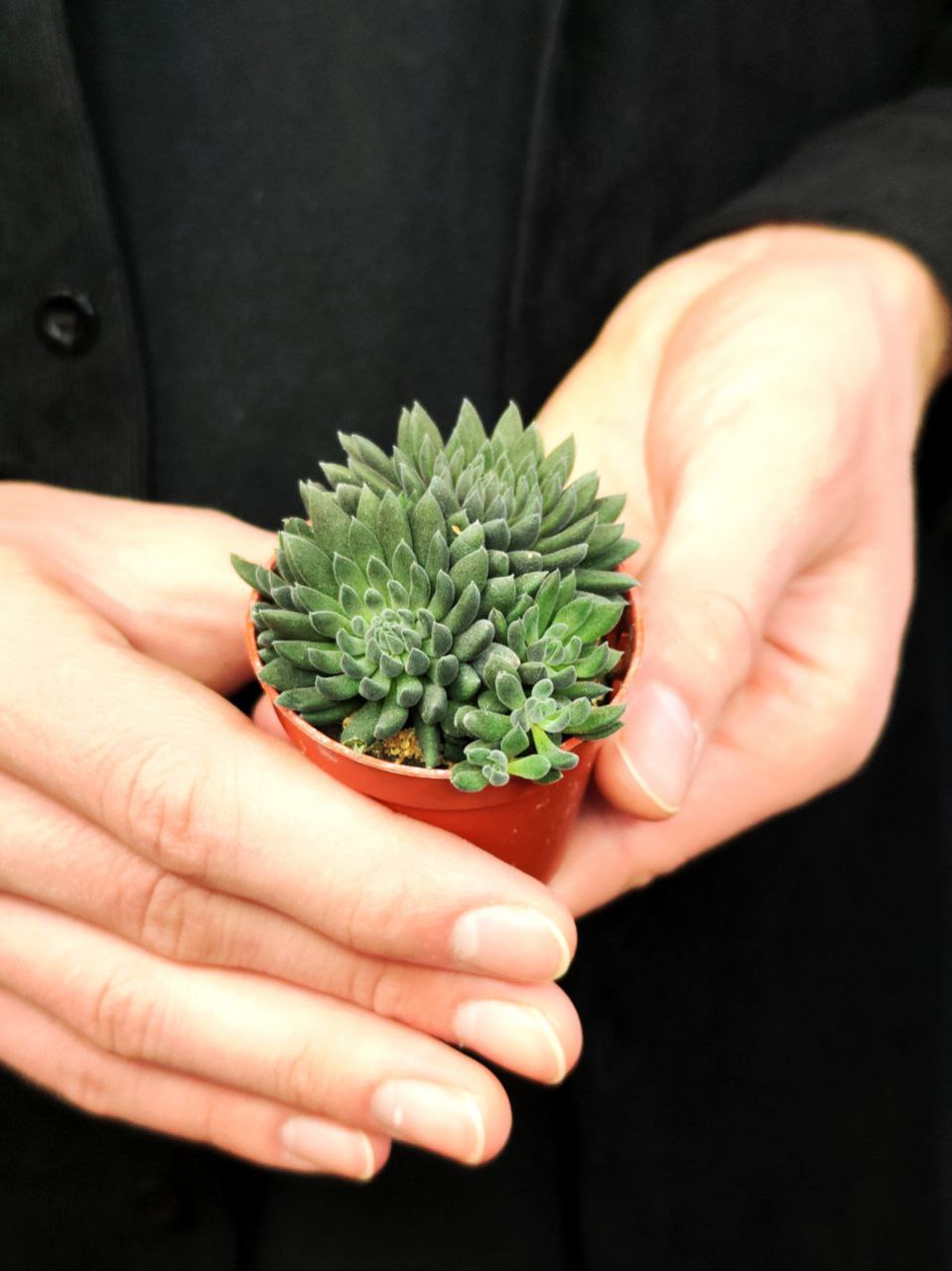 Синокрассула Юннаньская (Sinocrassula Yunnanensis) D5см