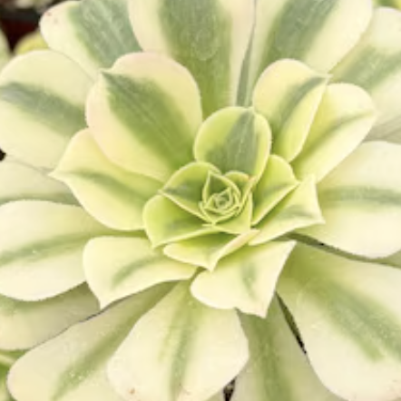 Эониум Майбах Вариегатный (Aeonium Maybach Variegated) D9см