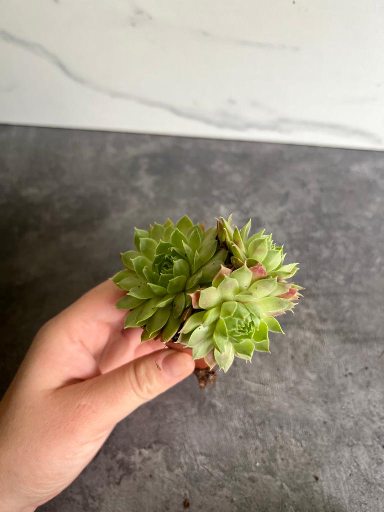 Молодило Кровельное (Sempervivum Tectorum) D5см