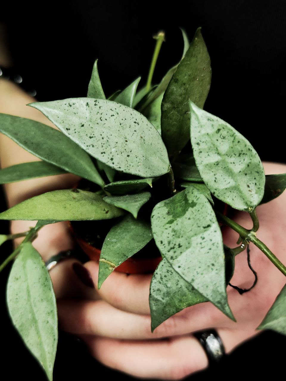 Хойя Лакуноза Минт (Hoya Lacunosa Mint) D6см