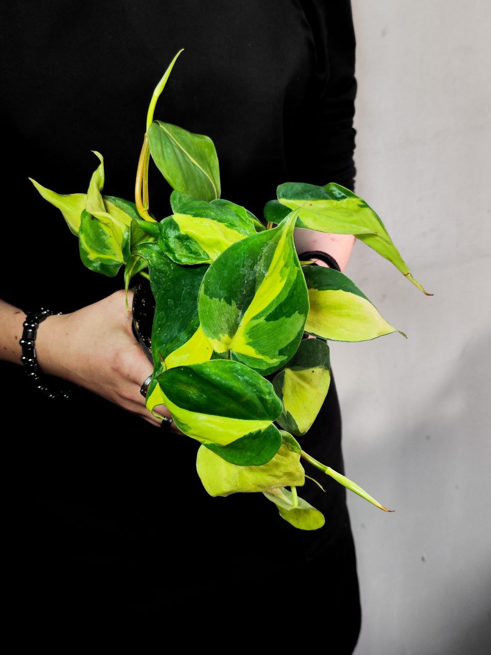 Филодендрон Сканденс Бразил (Philodendron Scandens Brazil) D12см