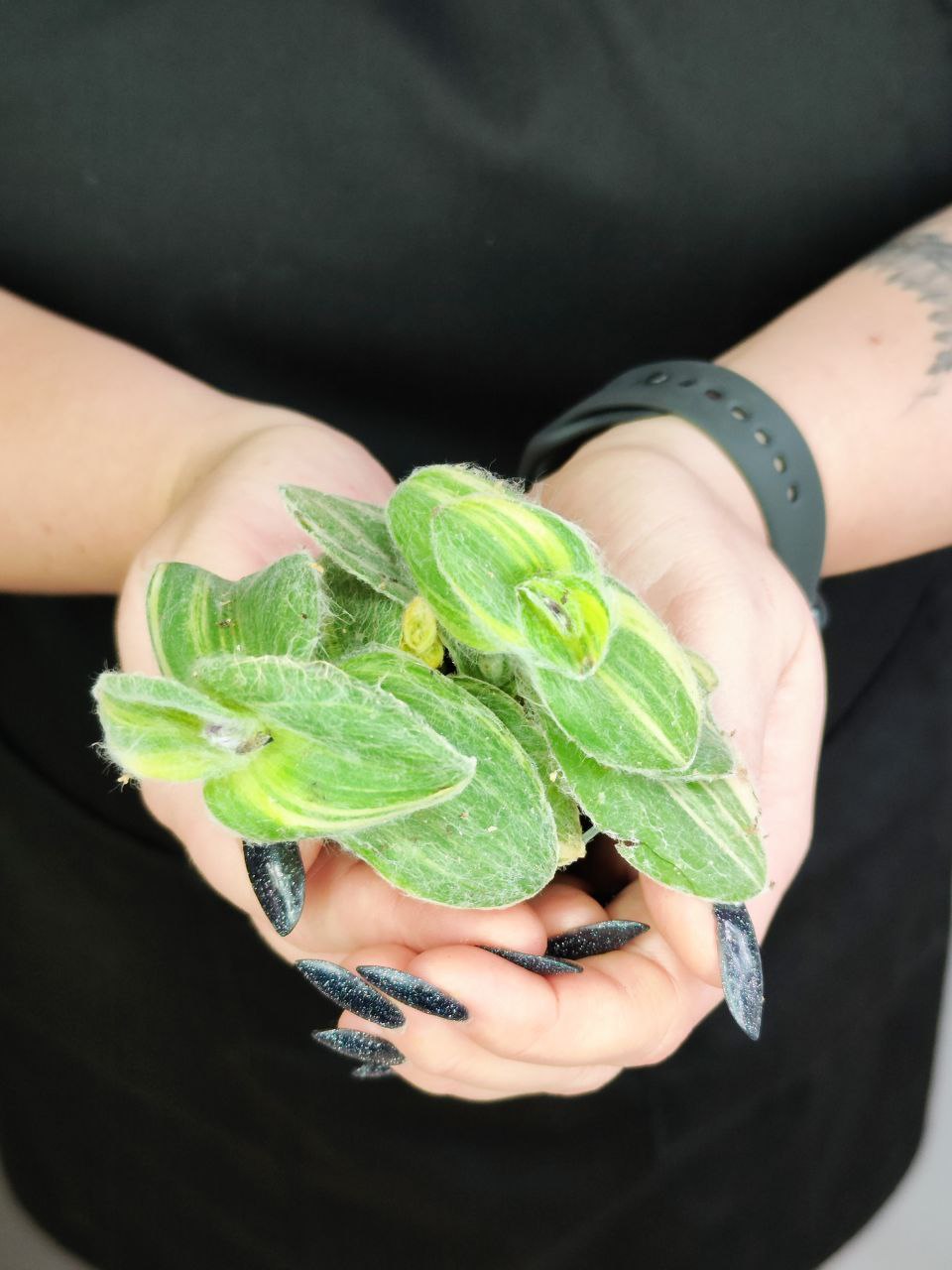 Традесканция Силламонтана Вариегатная (Tradescantia Sillamontana Variegata) D6см