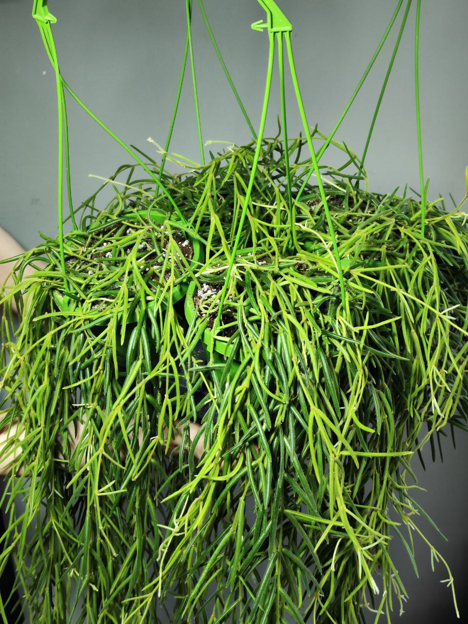 Хойя Линеарис (Hoya Linearis) D14см