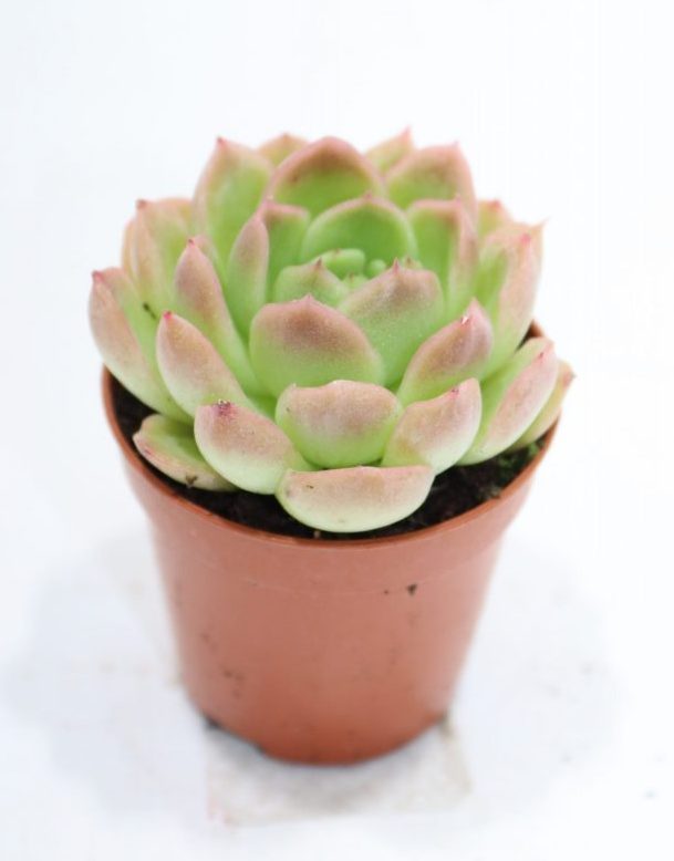 Эхеверия Гилва Грин (Echeveria Gilva Green) D5см