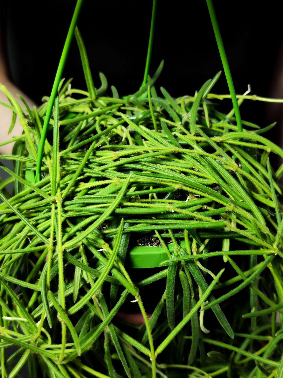 Хойя Линеарис (Hoya Linearis) D14см