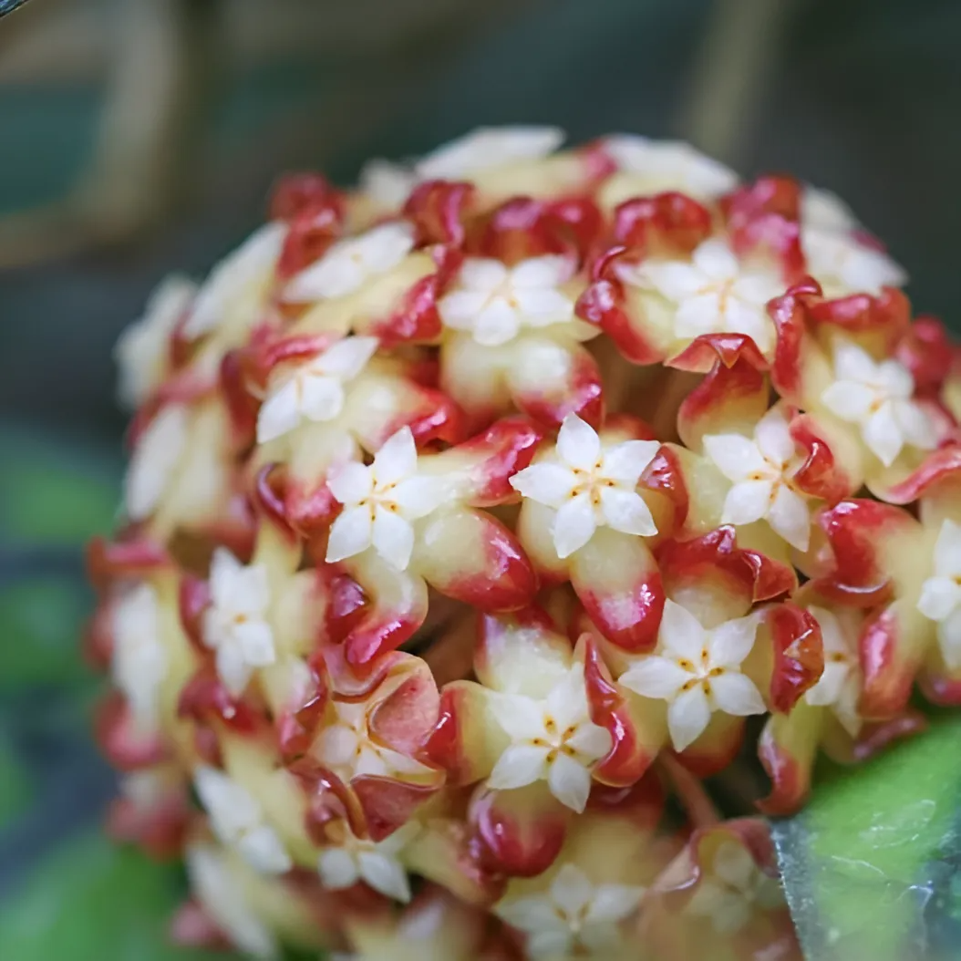 Хойя Каллистофилла (Hoya Callistophylla) D6см