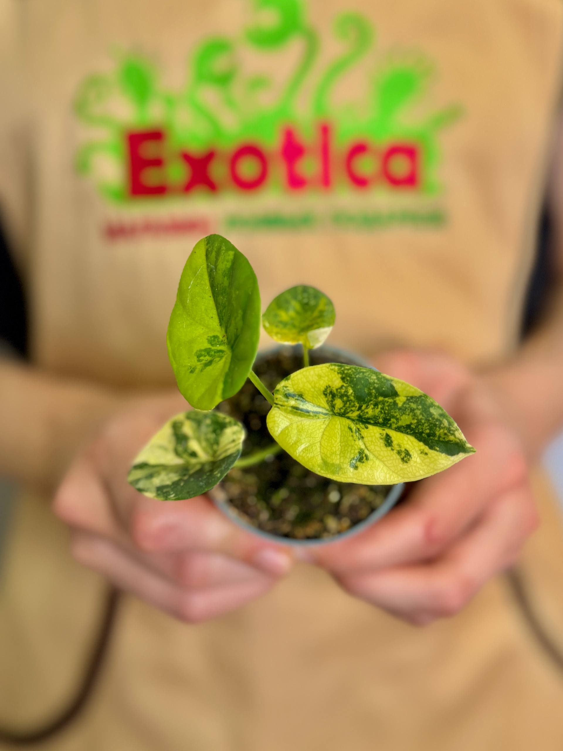Алоказия Синуата Ауреа Вариегатная (Alocasia Sinuata Aurea Variegated) D6см