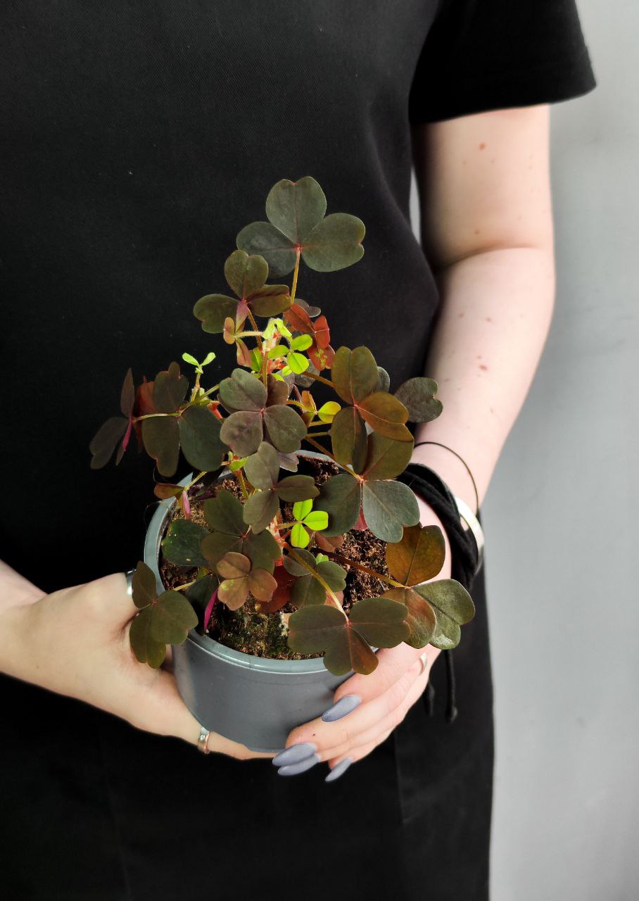 Оксалис Красный, Кислица (Oxalis Rubra) D10см