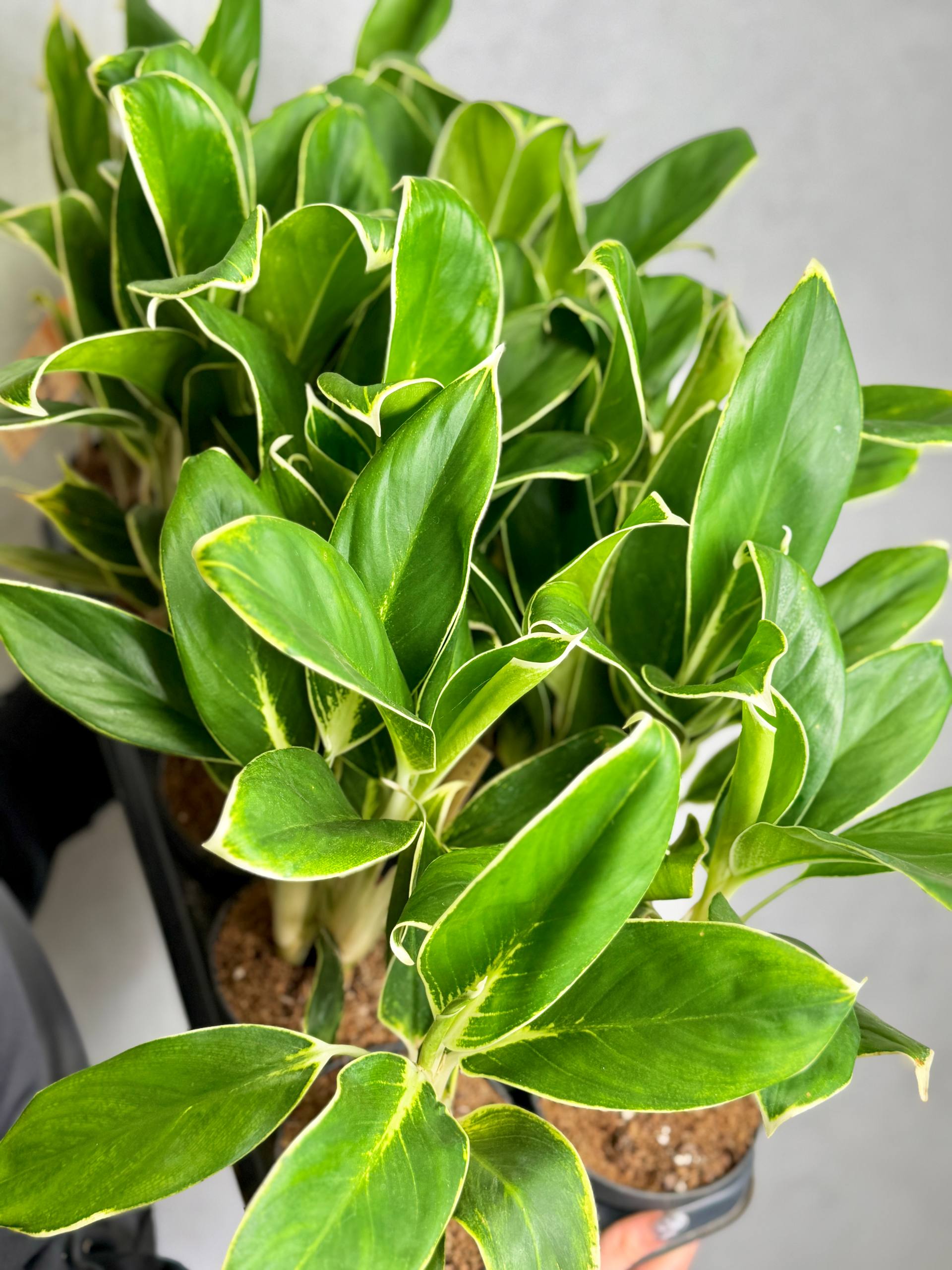 Аглаонема Вайт Лайм (Aglaonema White Lime) D12см