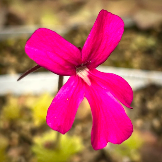 Жирянка Черри Блоссом, или Вишневая (Pinguicula Cherry Blossom) D5см