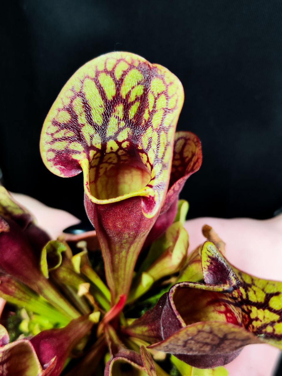 Саррацения Дракула (Sarracenia Dracula) D9см