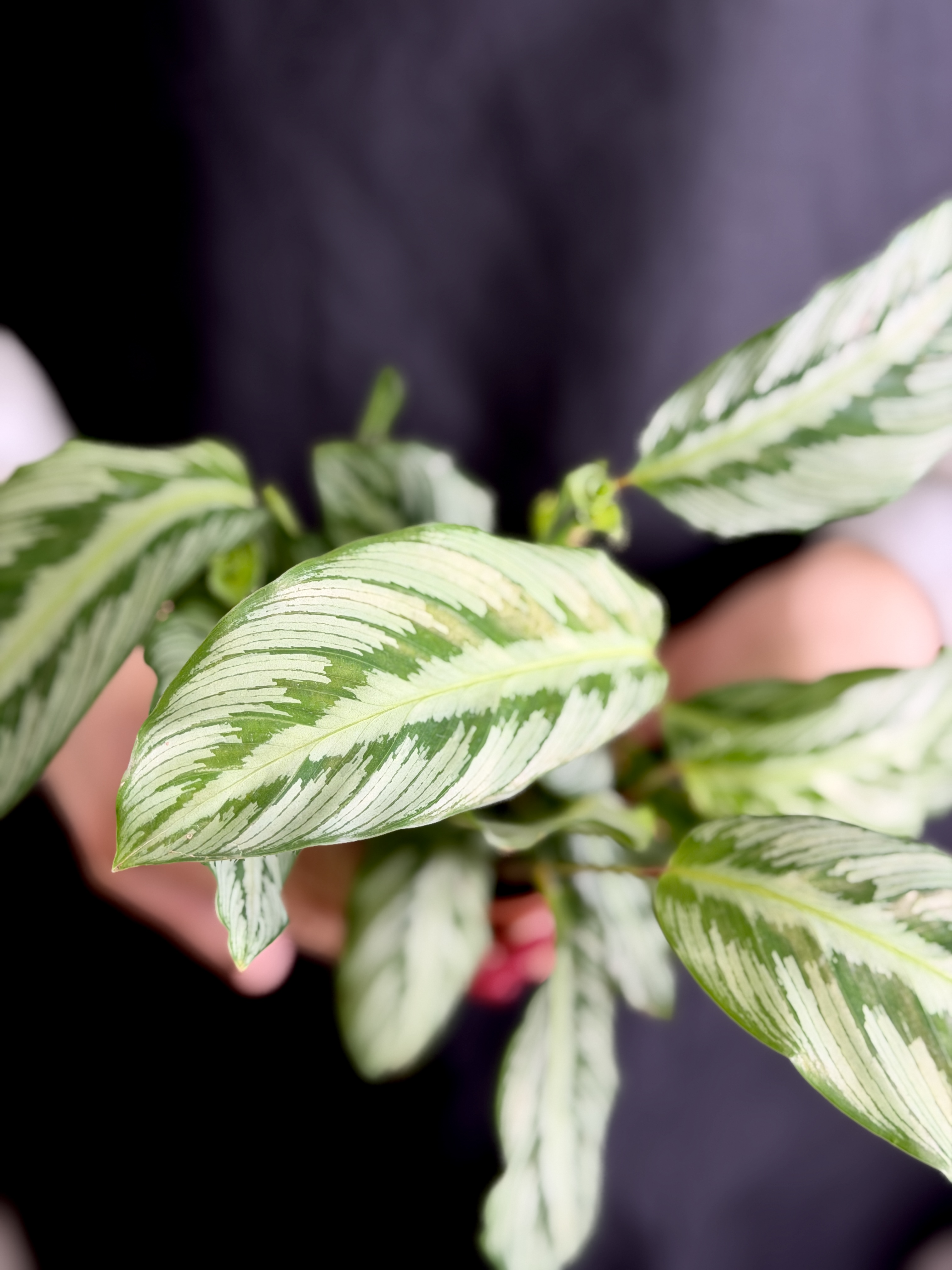 Калатея (Гоппертия) Гибридная (Calathea Hybrid) D7см