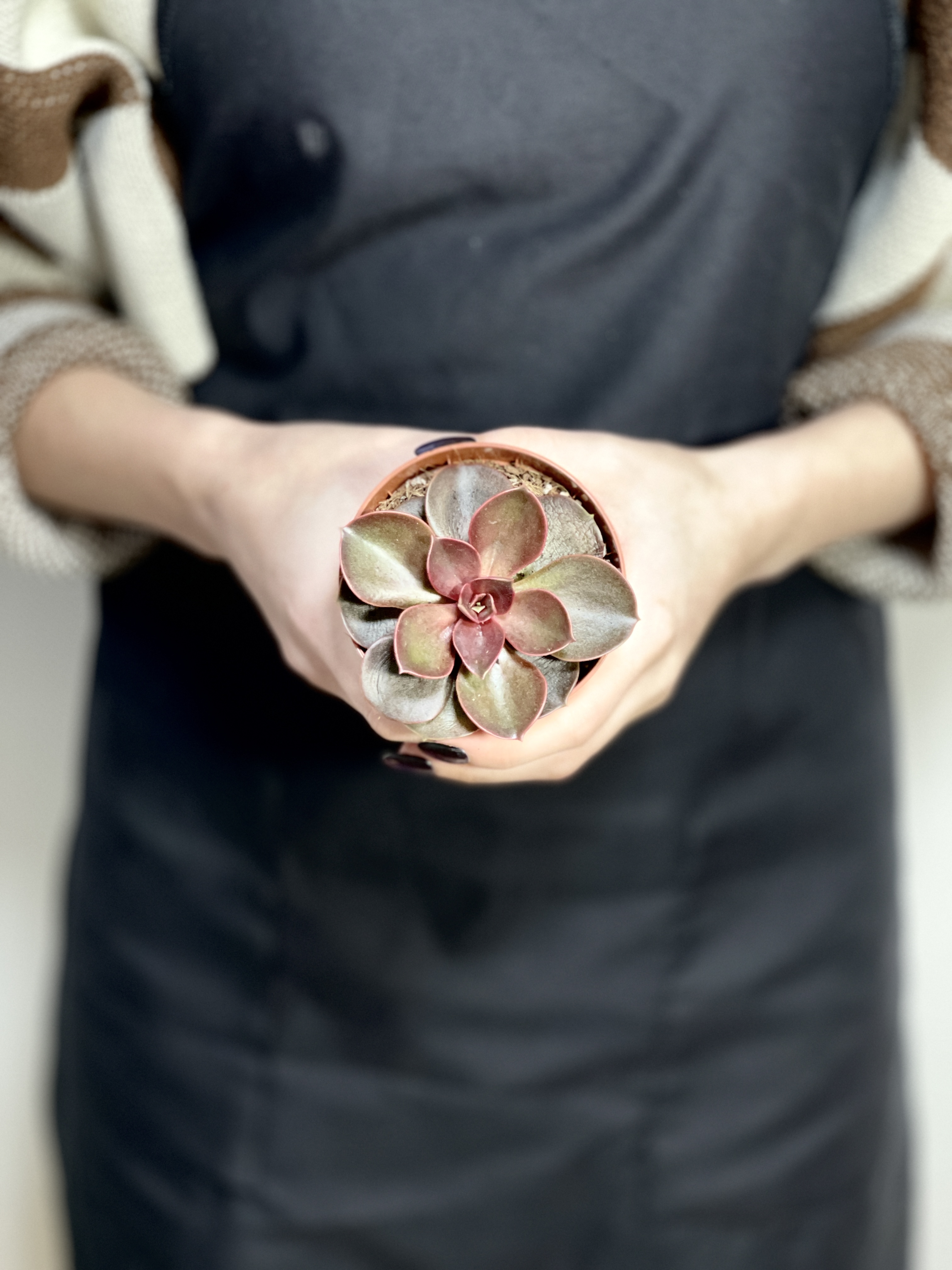 Эхеверия Мэджик Ред (Echeveria Magic Red) D8см