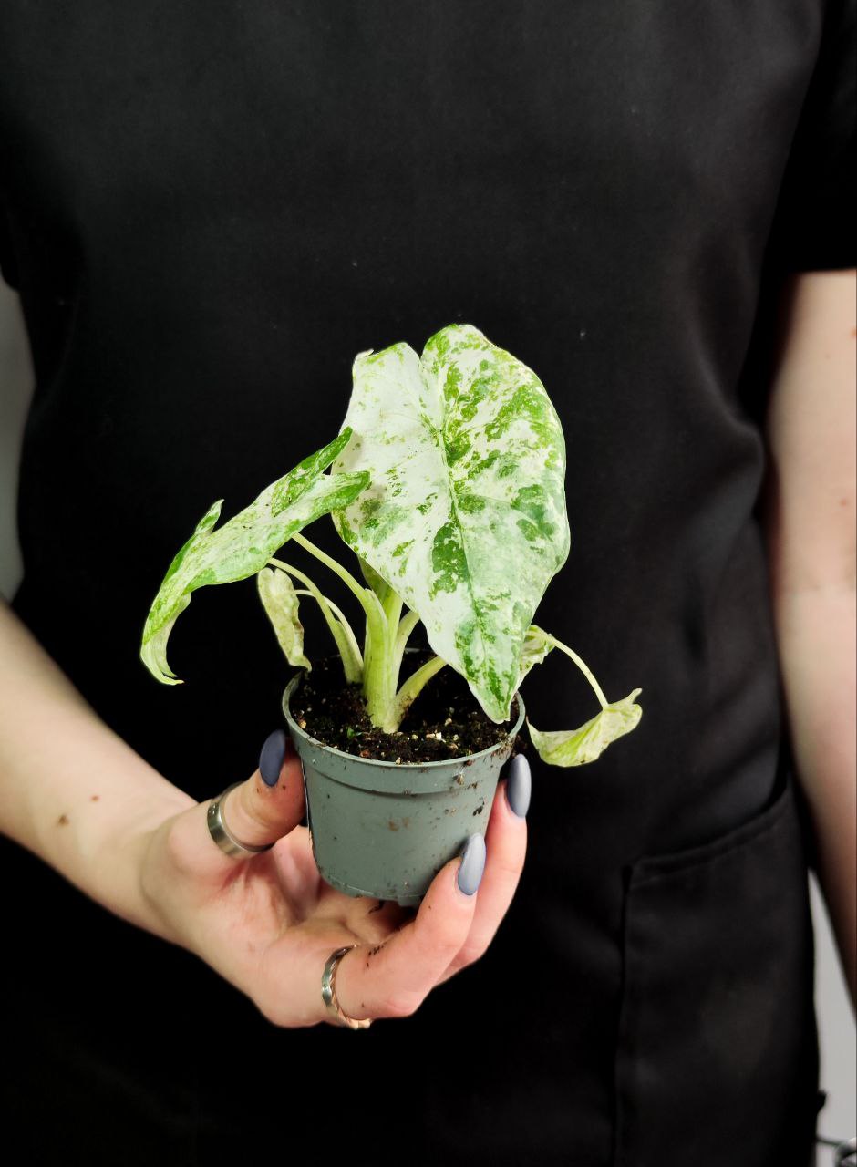 Алоказия Макрориза Камуфляж (Alocasia Macrorrhizos Camouflage) D6см