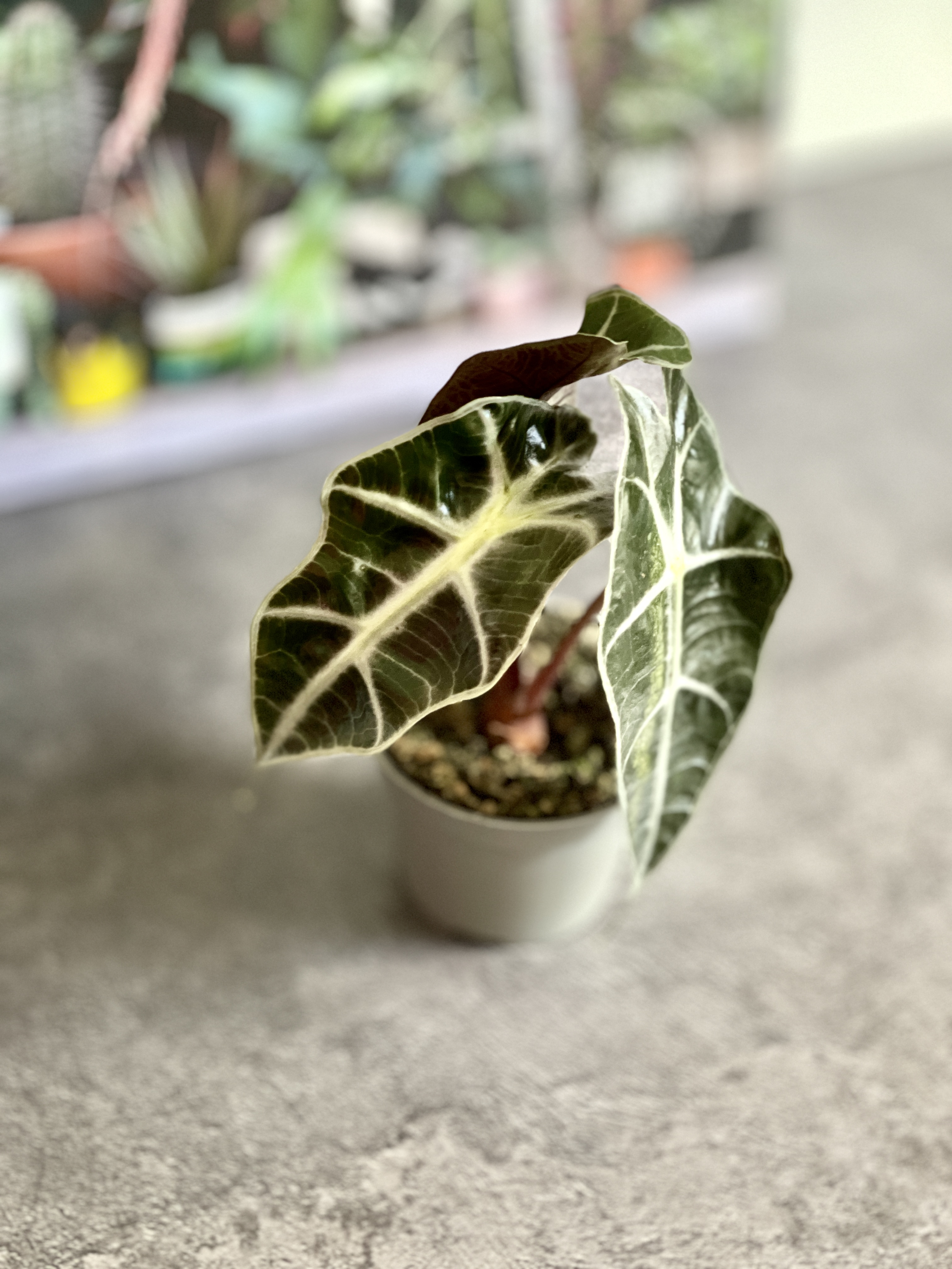 Алоказия Курли Бамбино (Alocasia Curly Bambino) D6см