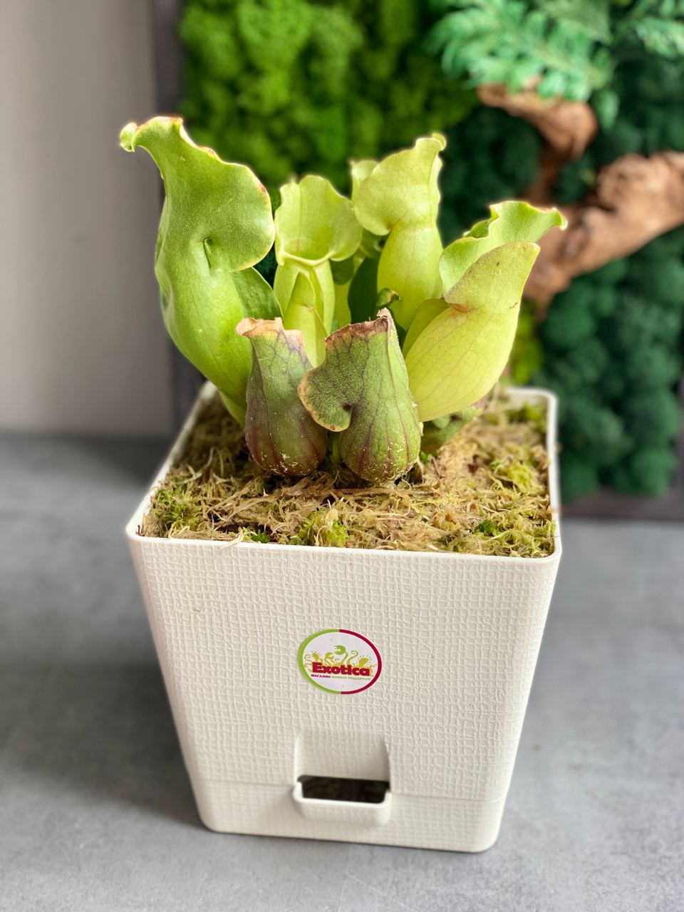 Саррацения Монтана (Sarracenia Montana) пересаженная D15см