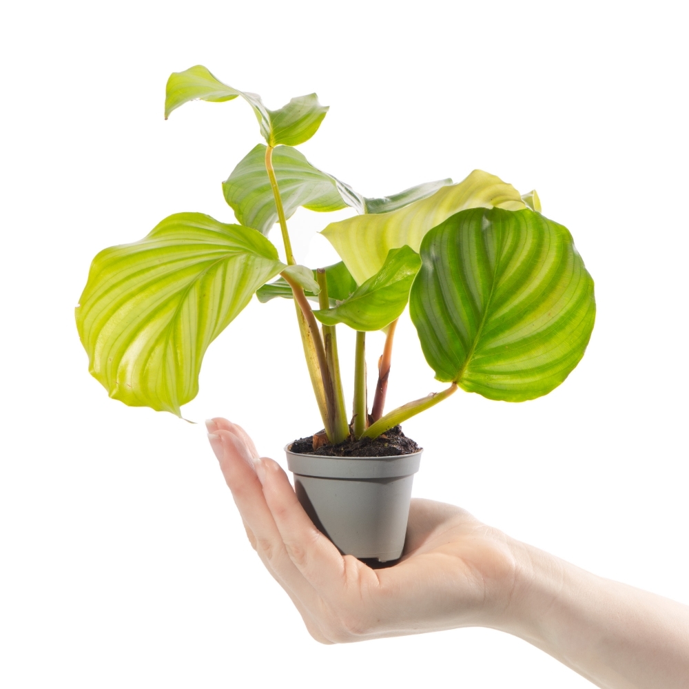 Калатея Орбифолия (Calathea Orbifolia) D6см