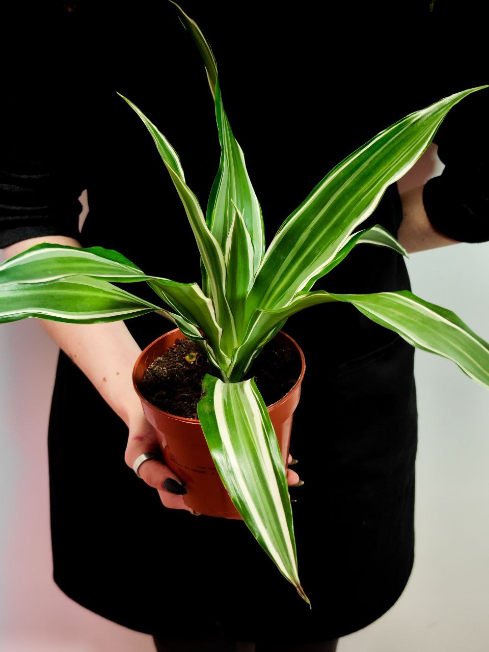Драцена Вайт Страйп (Dracaena Fragrans White Stripe) D12см