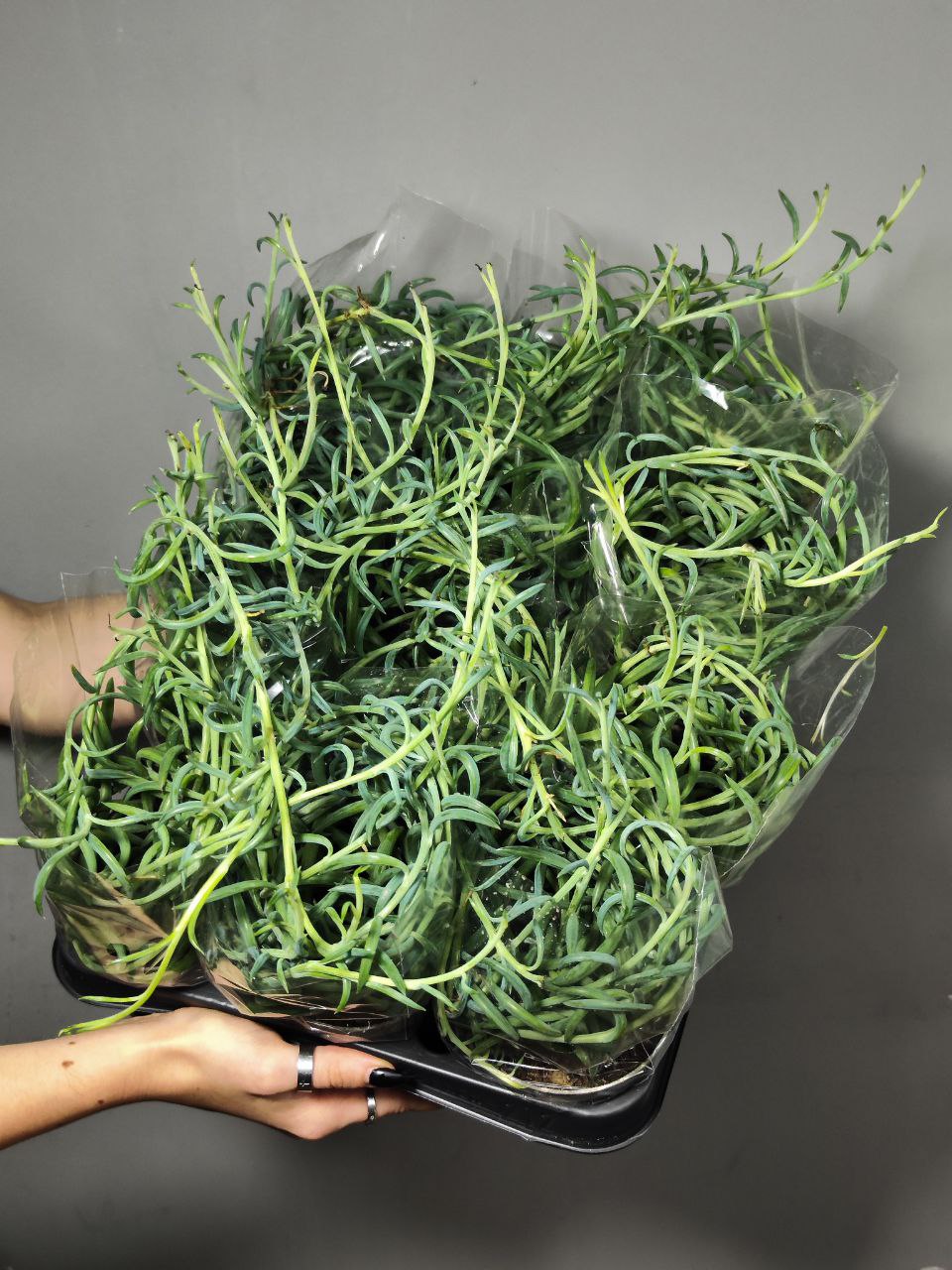 Крестовник "Рыболовные Крючки" (Senecio String of Fishhooks) D8,5см