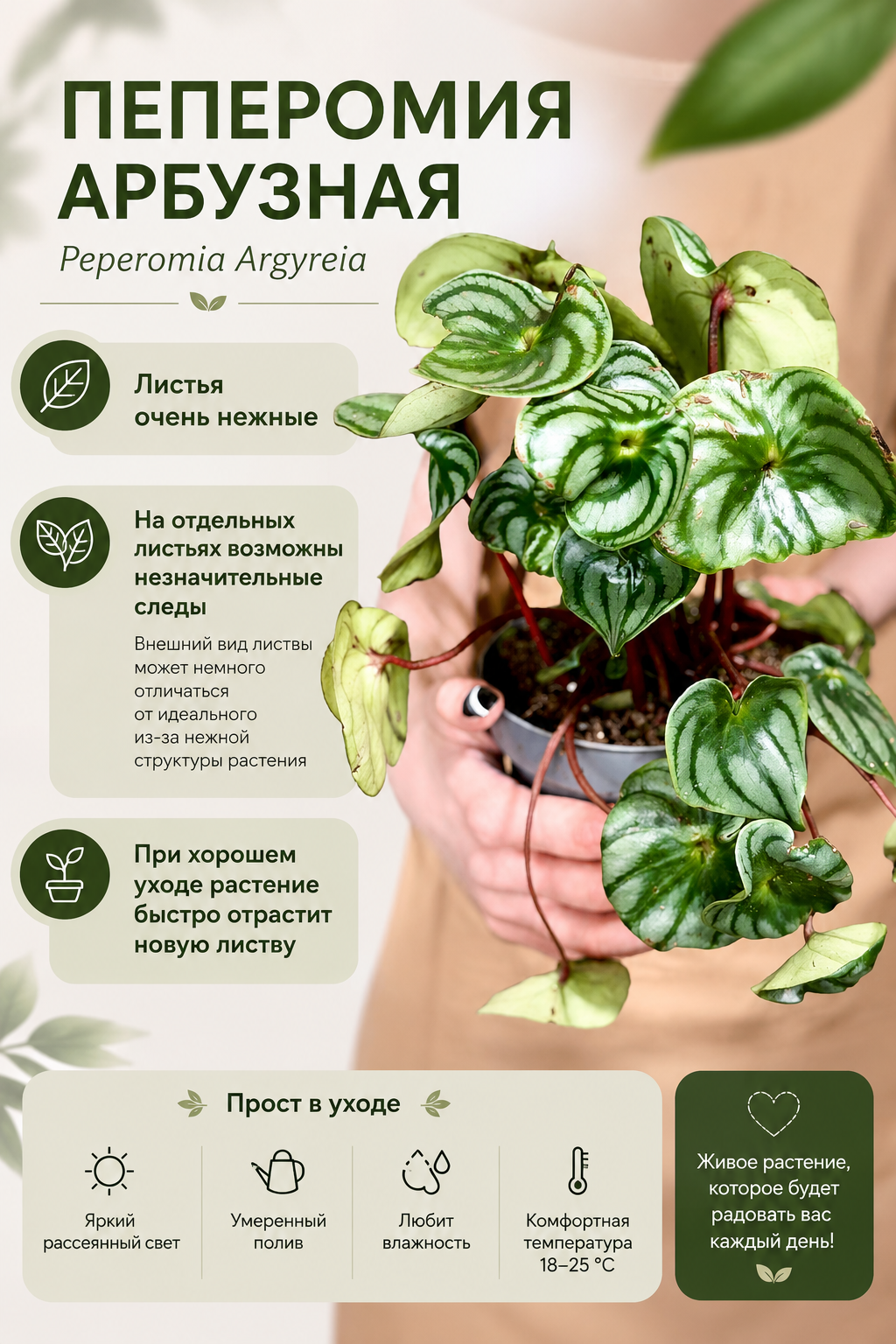 Пеперомия Арбузная уцен. (Peperomia Argyreia) D11см