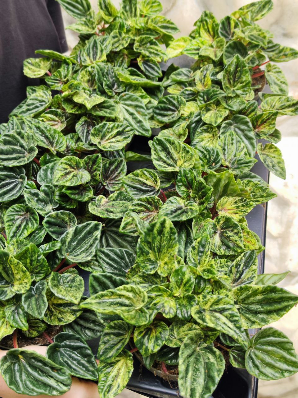 Пеперомия Буэнос Айрес (Peperomia Buenos Aires) D11см