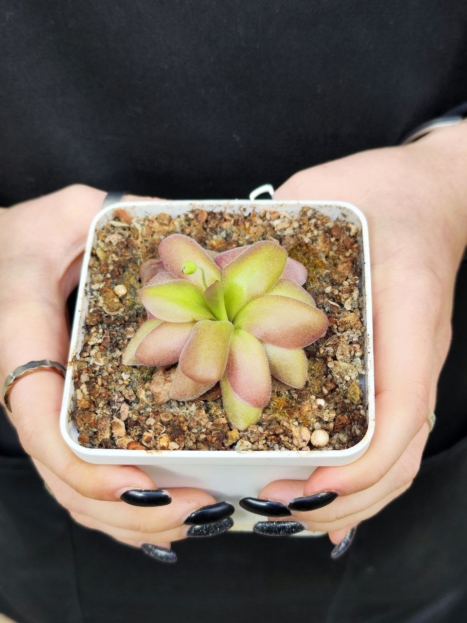 Жирянка Черри Блоссом, или Вишневая (Pinguicula Cherry Blossom) D9см