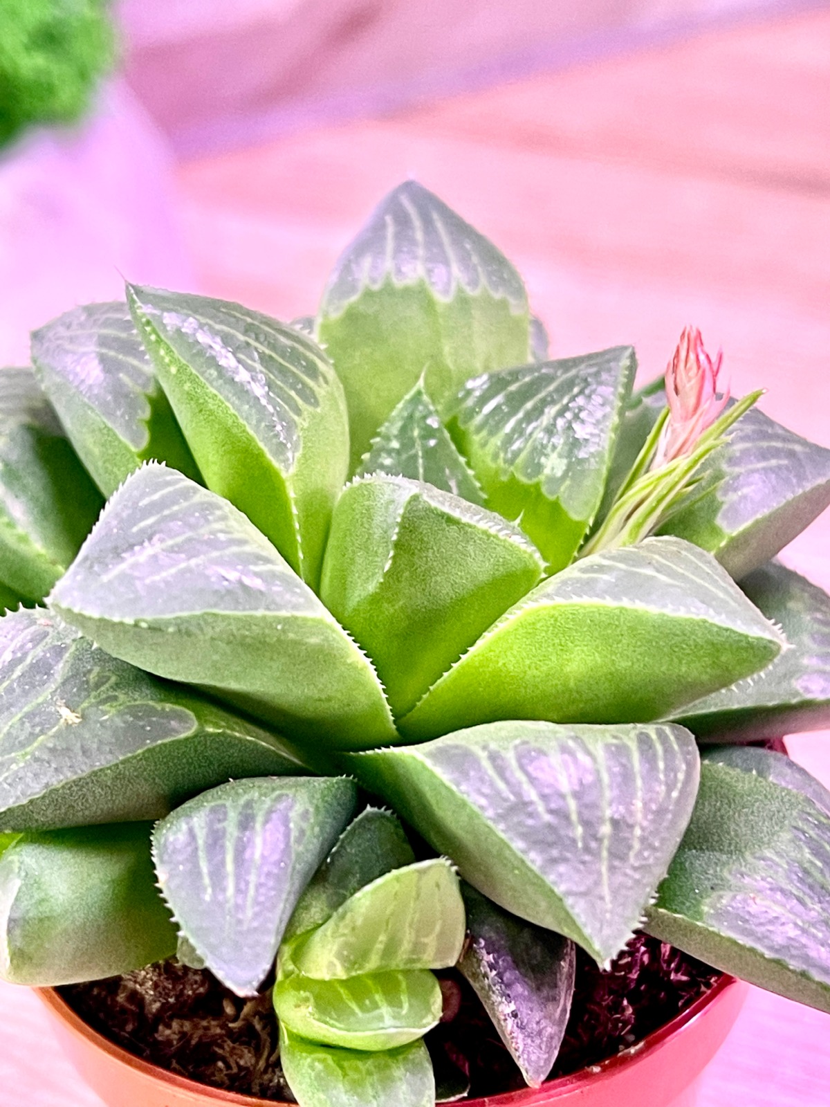 Хавортия Ретуза (Haworthia Retusa) D5см