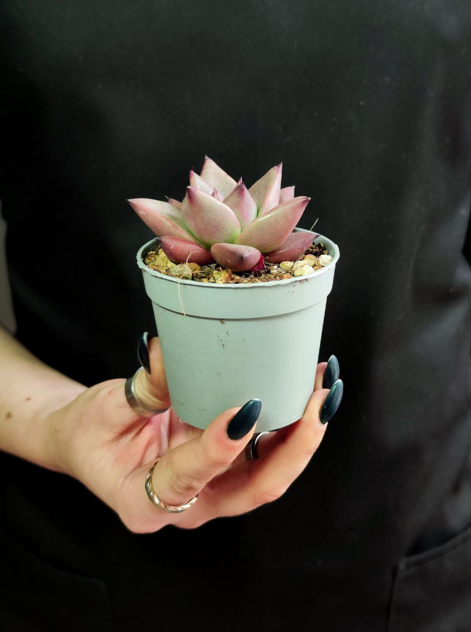 Эхеверия Агавовидес Ромео (Echeveria Agavoides Romeo) D6,5см