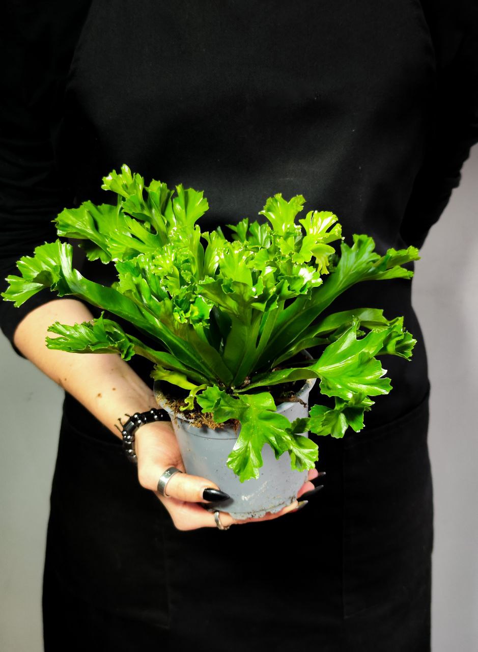 Папоротник Асплениум Лесли (Asplenium Antiquum Leslie) D11см