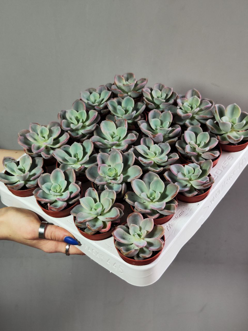 Эхеверия Орпет (Echeveria Orpet) D5см