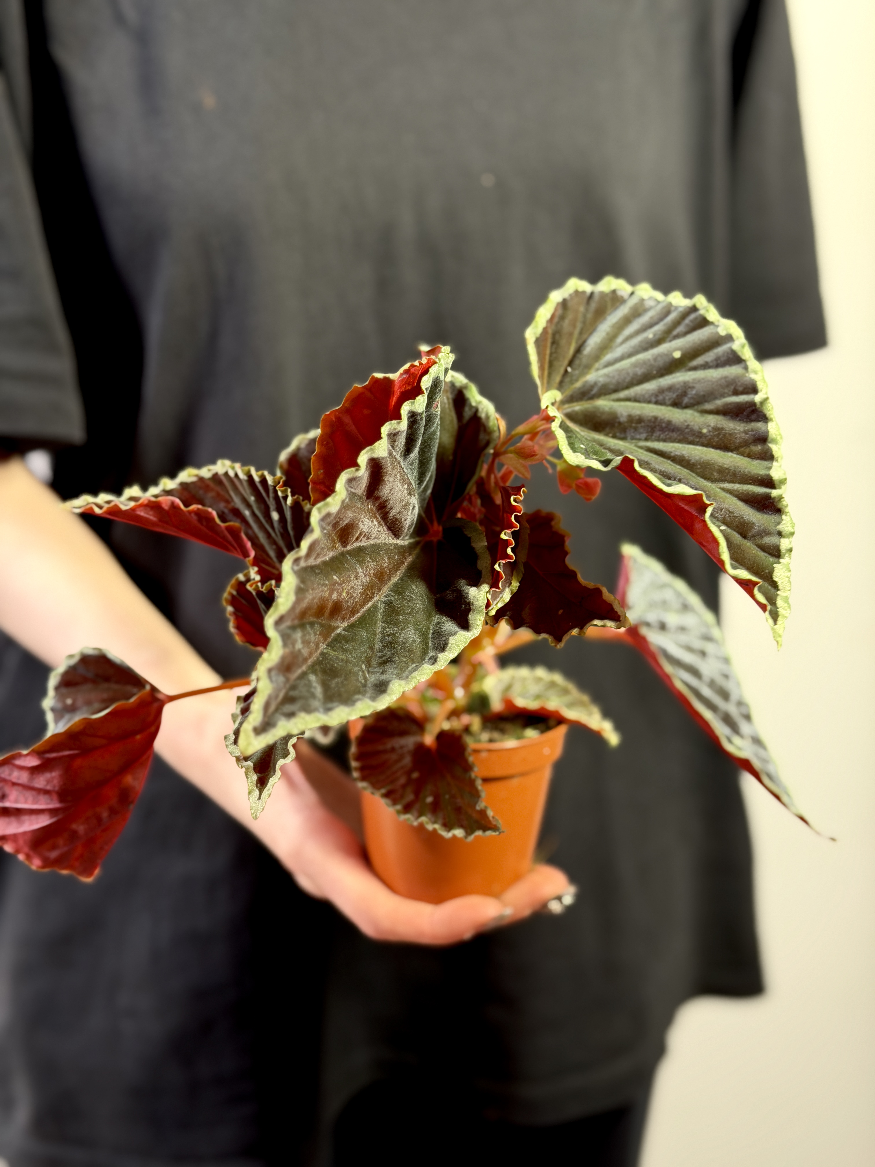 Бегония Дарт Вейдер (Begonia Darthvaderiana) D8см