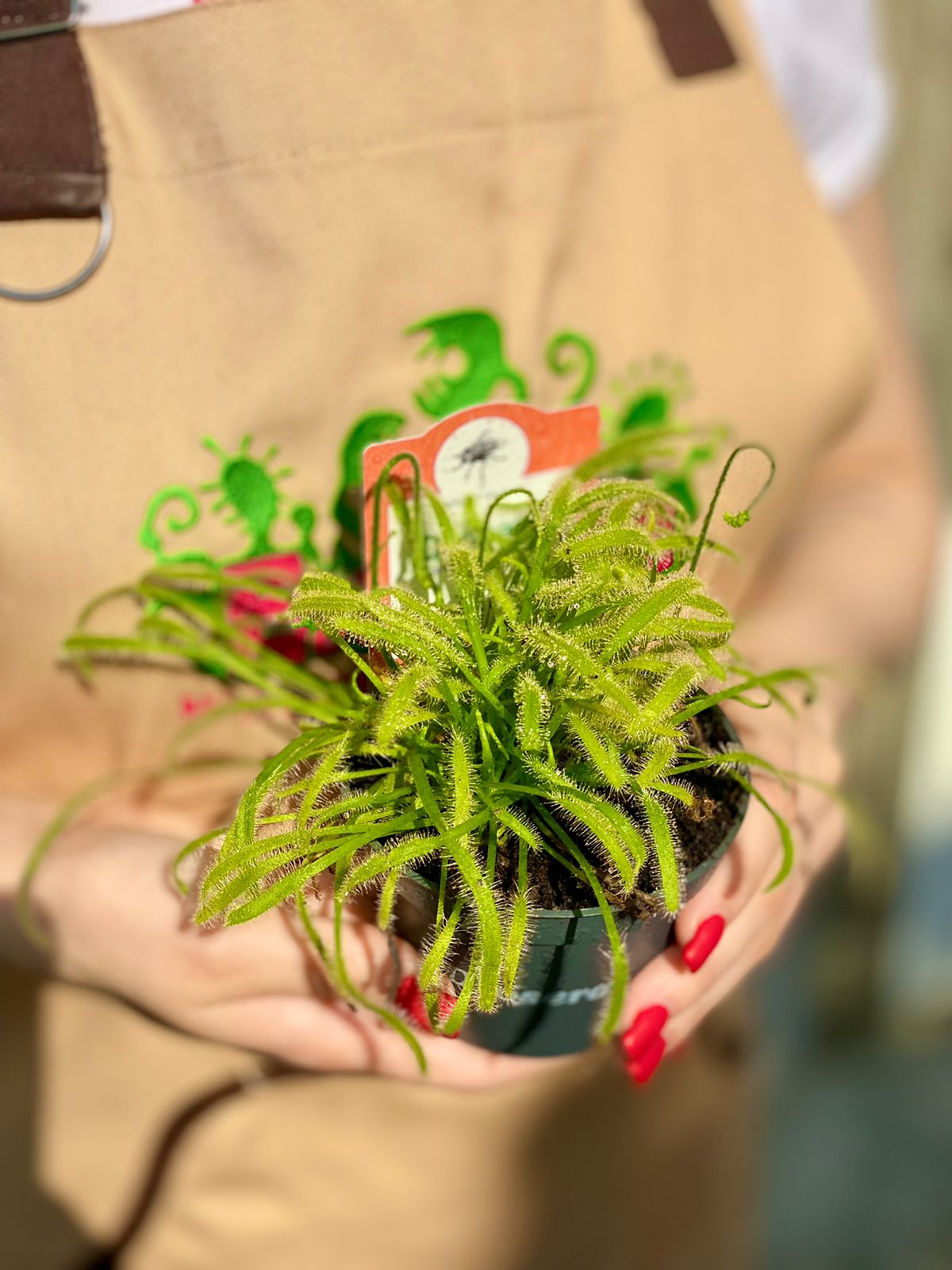 Росянка Альба (Drosera Alba) D9см