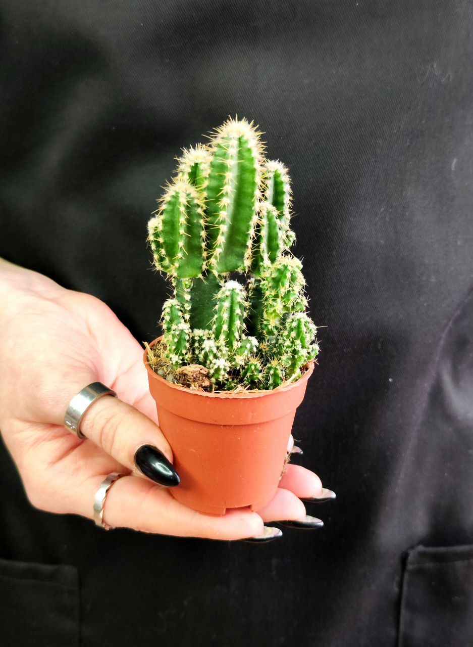 Цереус Паолина (Cereus Peruvianus Paolina) D5см