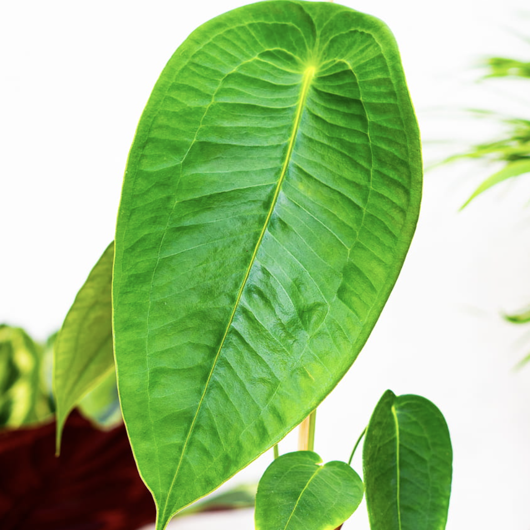 Антуриум Пелтигерум (Anthurium Peltigerum) D6см