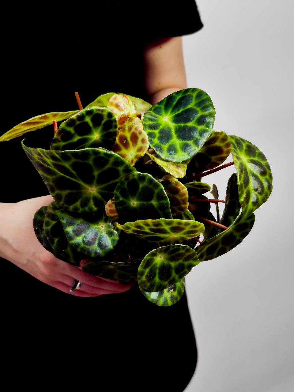 Бегония Кингиана (Begonia Kingiana) D12см