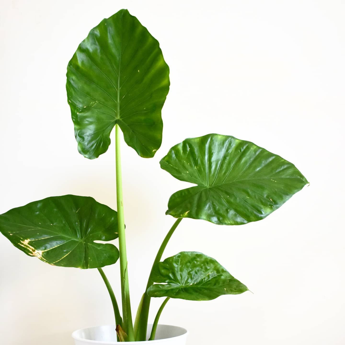 Алоказия Макрориза (Alocasia Macrorrhiza) D17см