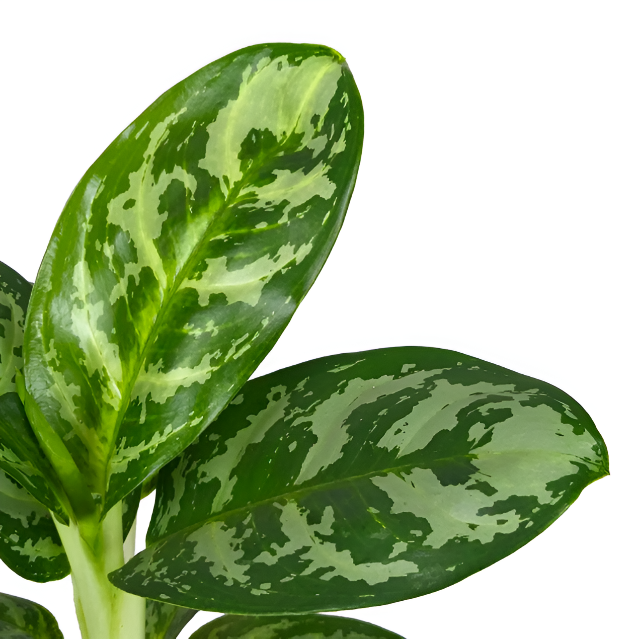 Аглаонема Грин Леди (Aglaonema Green Lady) D12см