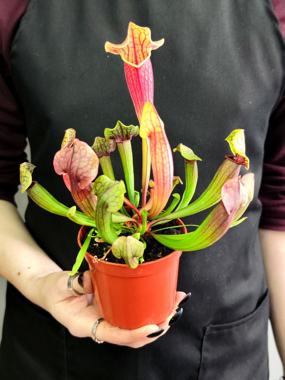 Саррацения Тесс (Sarracenia Tess) D9см