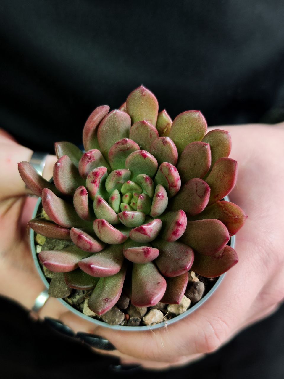 Граптоверия Башфул (Graptoveria Bashful) D6,5см