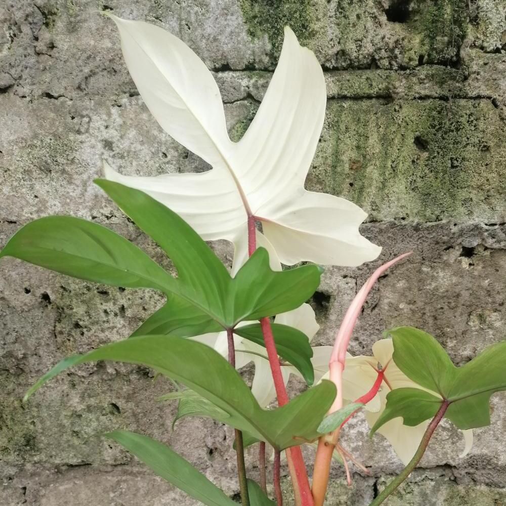 Филодендрон Флоридский Призрак Вариегатный Минт (Philodendron Florida Ghost Mint Variegated) D11см