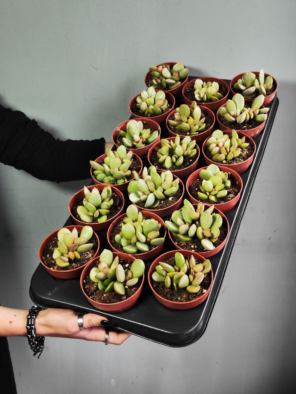 Адромискус Пинк Блаш (Adromischus Pink Blush) D8,5см