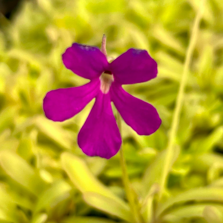 Жирянка Анна (Pinguicula Anna) D9см